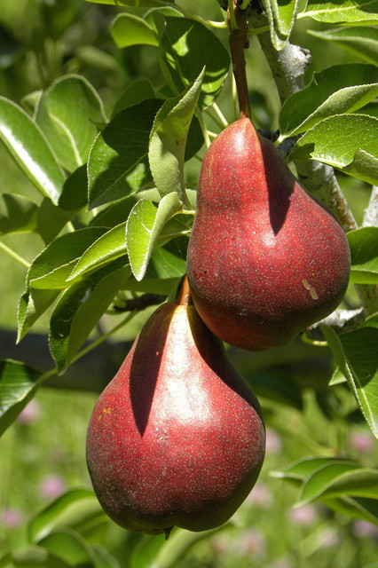 Red Sensation Bartlett Pears