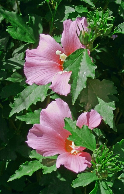 Rosa china: Una flor de mil colores perfecta para Agosto