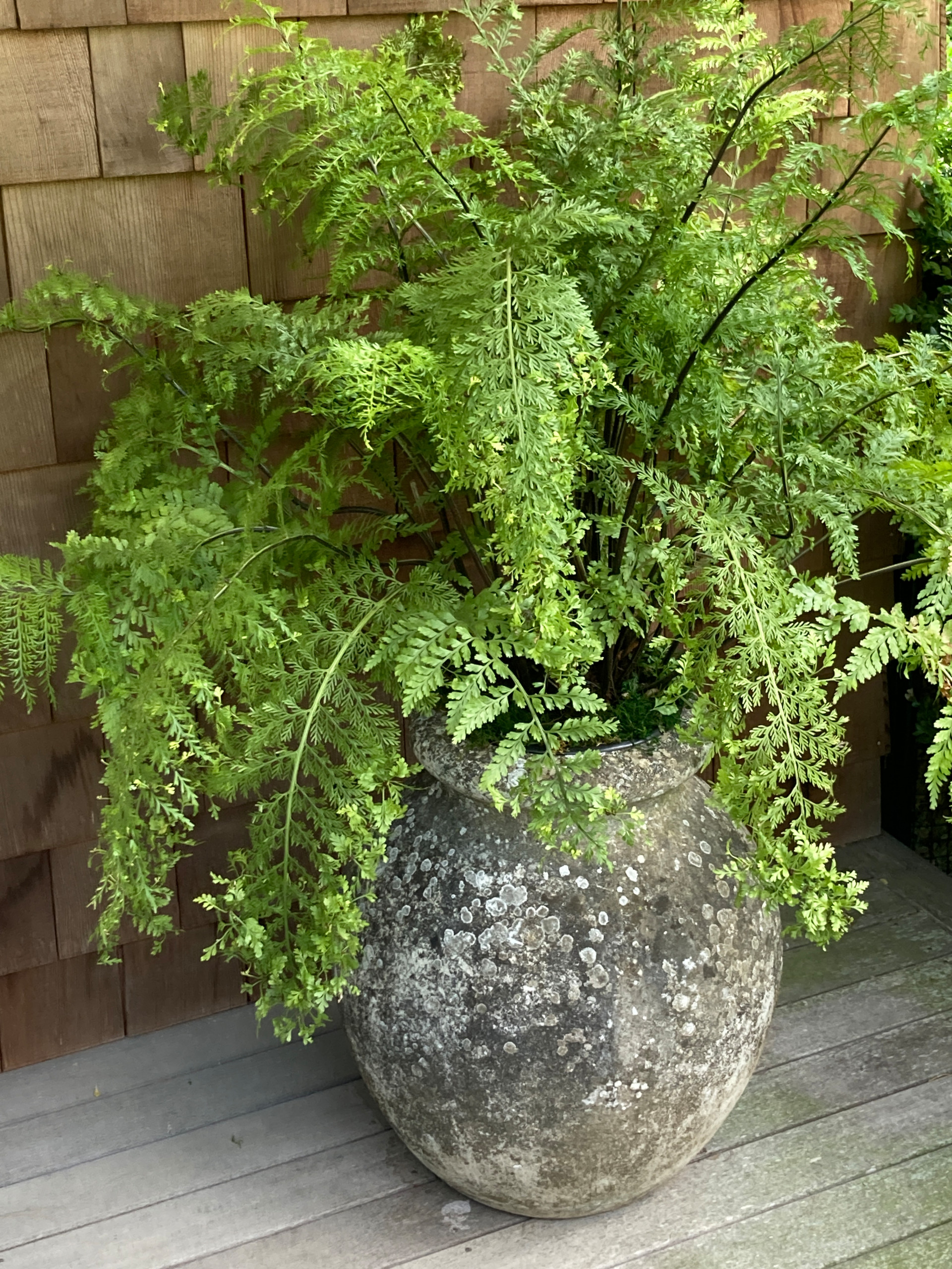 Spring and Summer Container Gardens