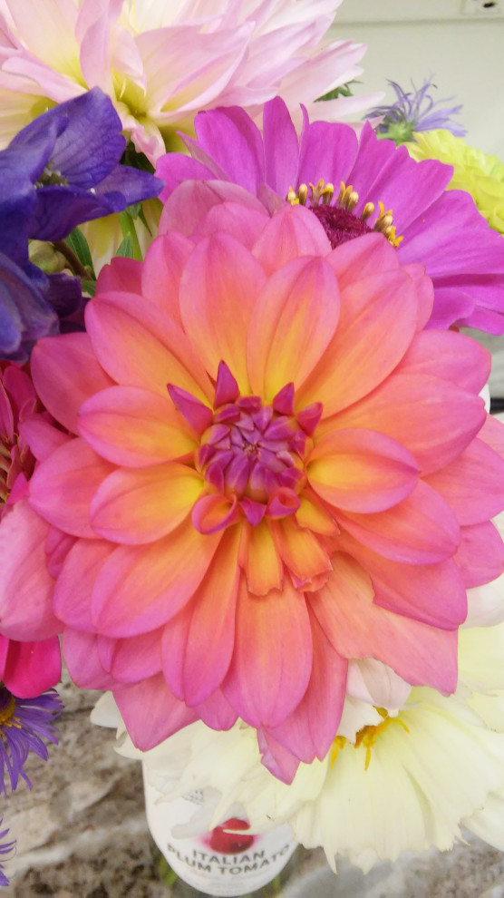 I LOVE this dahlia!
