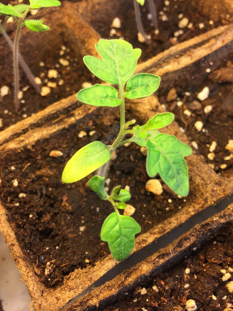 Why are my tomato seedling leaves yellowing?
