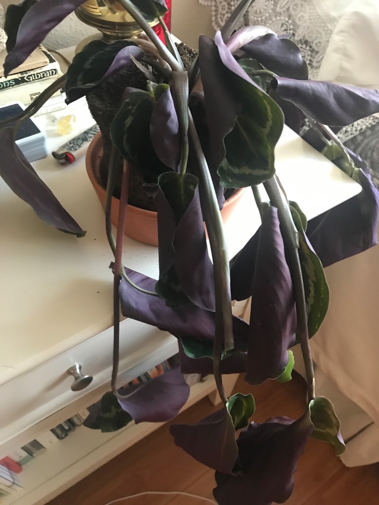 Help!! Overwatered Calathea Medallion | Houzz Forum