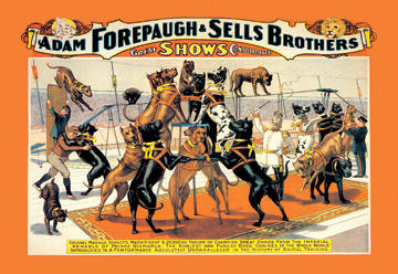 A Troupe of Champion Great Danes Adam Forepaugh and Sells Brothers Great Shows C