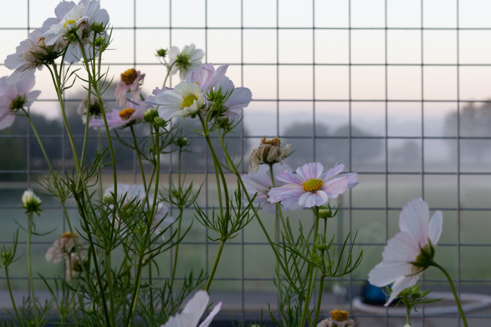 Geometrischer, Großer Country Garten im Sommer, hinter dem Haus mit Blumenbeet, direkter Sonneneinstrahlung, Natursteinplatten und Steinzaun in Oxfordshire