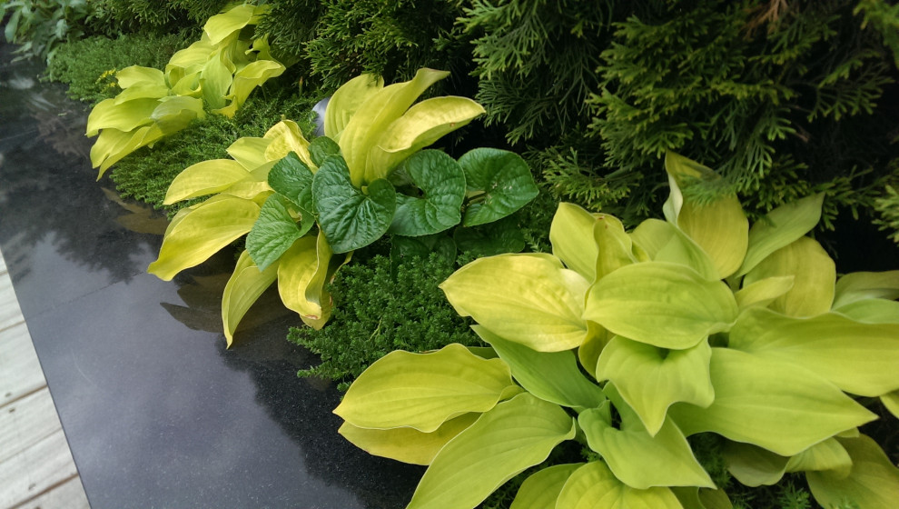 Сад на крыше