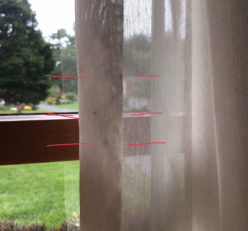 Bugs in Hem of Sheer Curtains | Houzz Forum