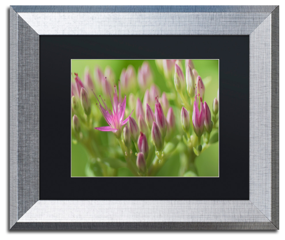Kurt Shaffer Seedum Detail Matted Framed Art Traditional Prints And Posters By Trademark Global