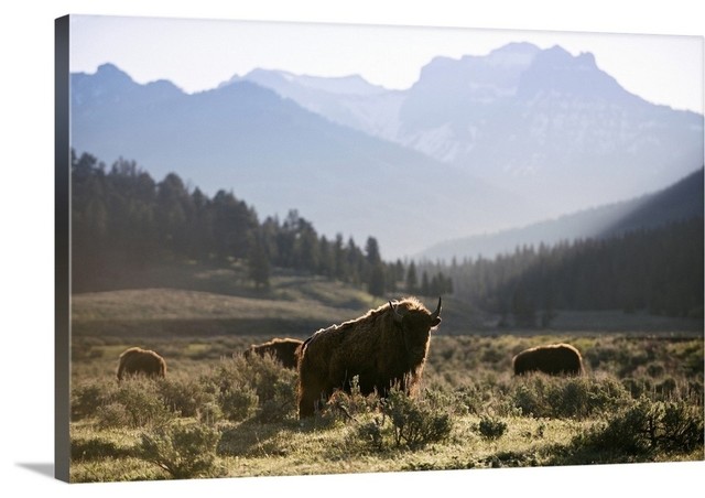 "Bison in Meadow" Wrapped Canvas Art Print, 48"x32"x1.5"