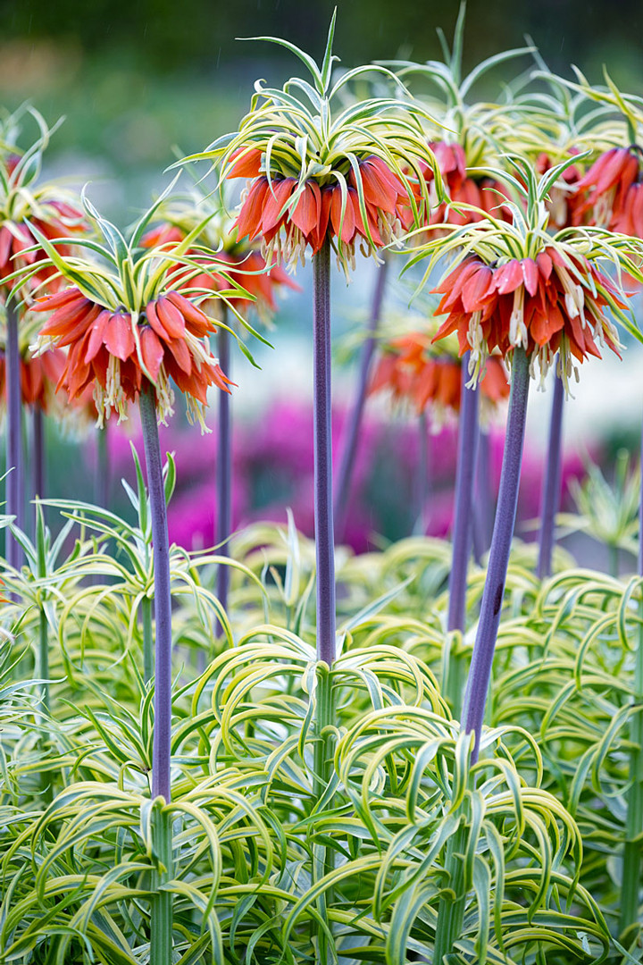 Spring Bulbs