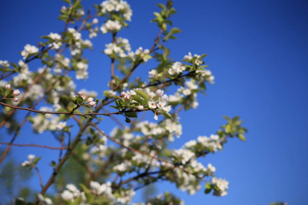 Тихая роскошь