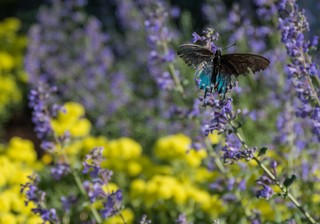 What Will We Want in Our Landscapes in 2023? (8 photos)