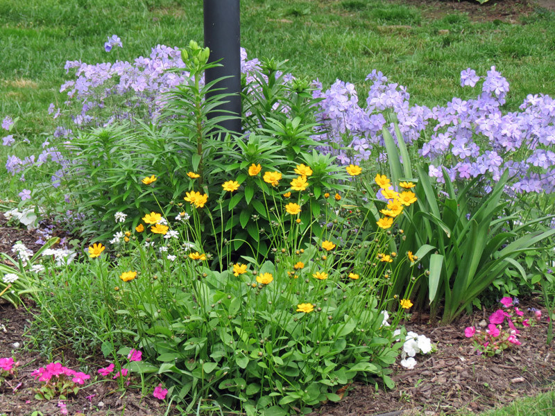 Perennials to Plant Under Black Walnut Tree