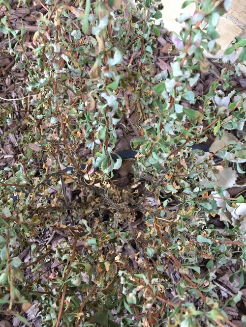 Barberry is dying/dead