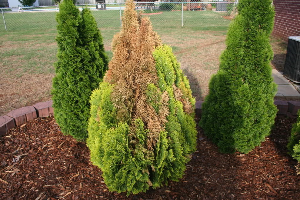 Can arborvitae be saved?