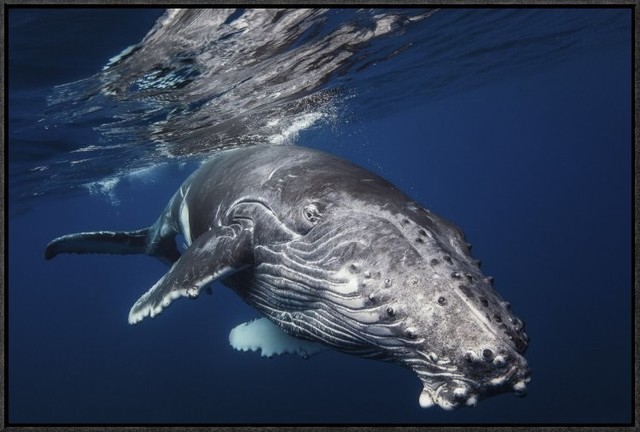 Humpback Whale, 30"x20"