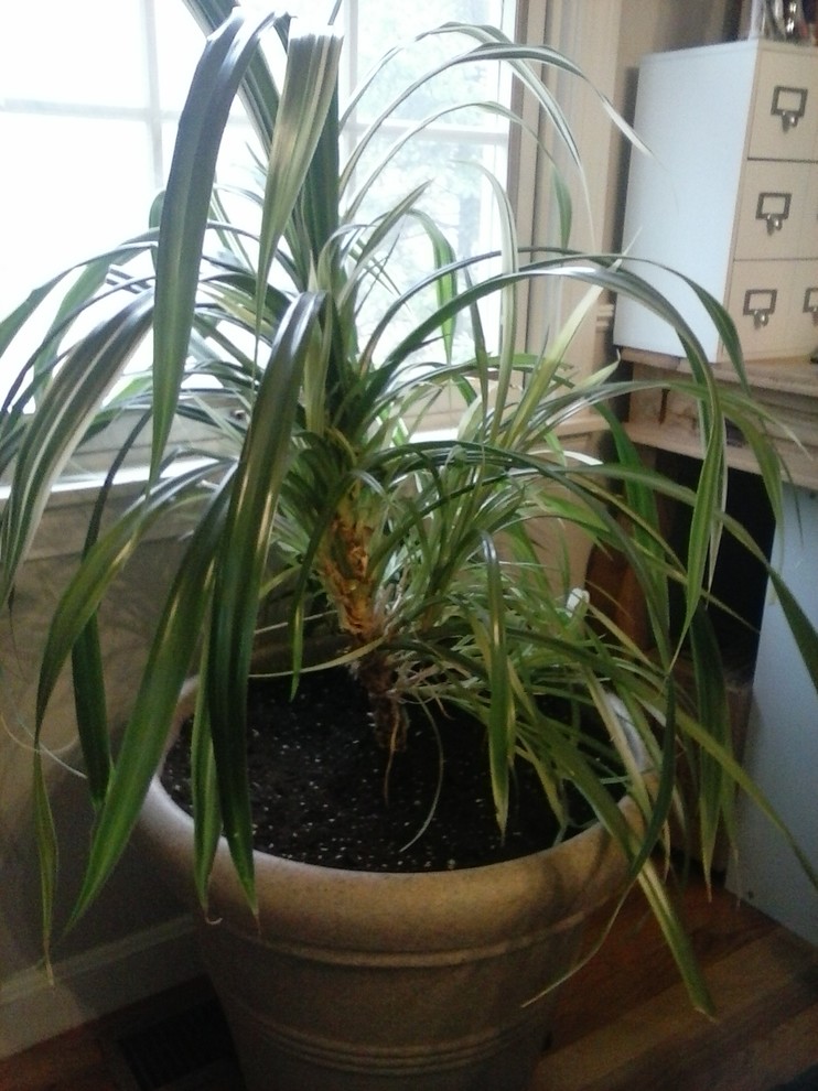 Need name long green/white leaves w/spiny edges, many plantlets