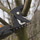 El Dorado Tree Service