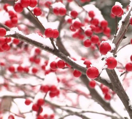 Enjoy your backyard even in the winter | by ProScapes