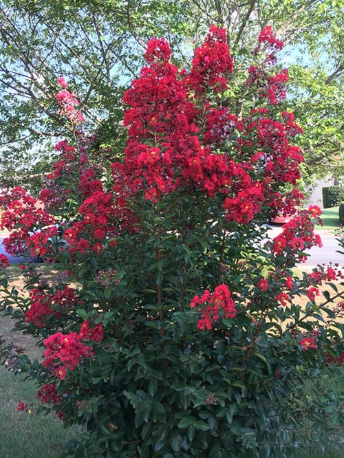 Crape Myrtle - Trees - Trees 