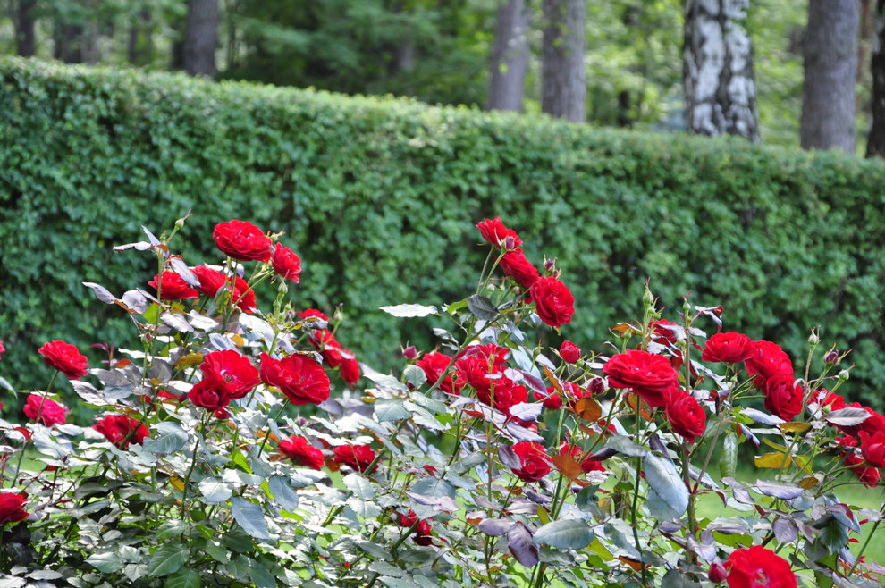 кп "Романово" - Уход за садом - 100% качество