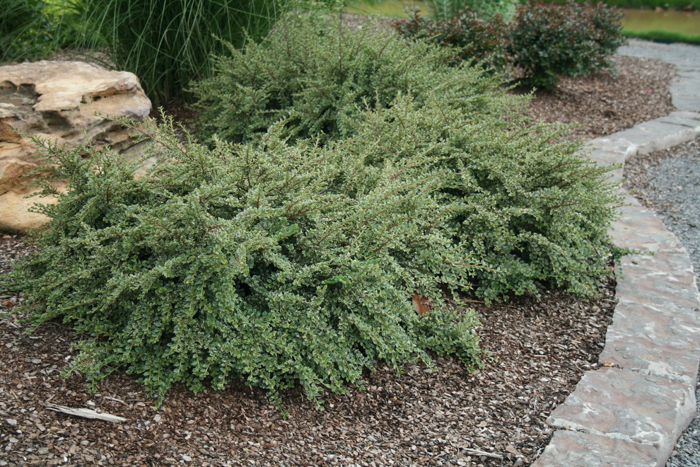 Design ideas for a mid-sized rustic full sun front yard stone landscaping for summer.