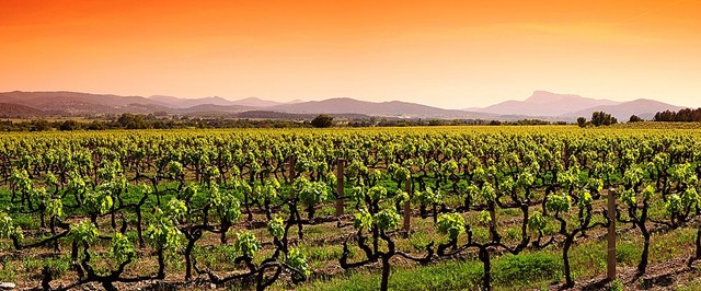 Vineyard Sunrise Panorama Wall Mural Self Adhesive Wallpaper Contemporary Decals Vineyard Sunrise Panorama Wall Mural Self Adhesive Wallpaper Contemporary Decals