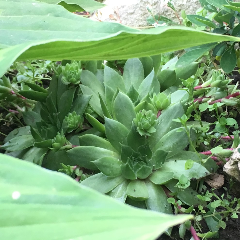 Реставрация старинного сада в калужской области