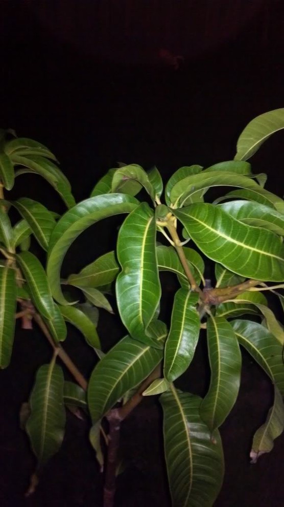 Dot Mango not growing... Pics inside