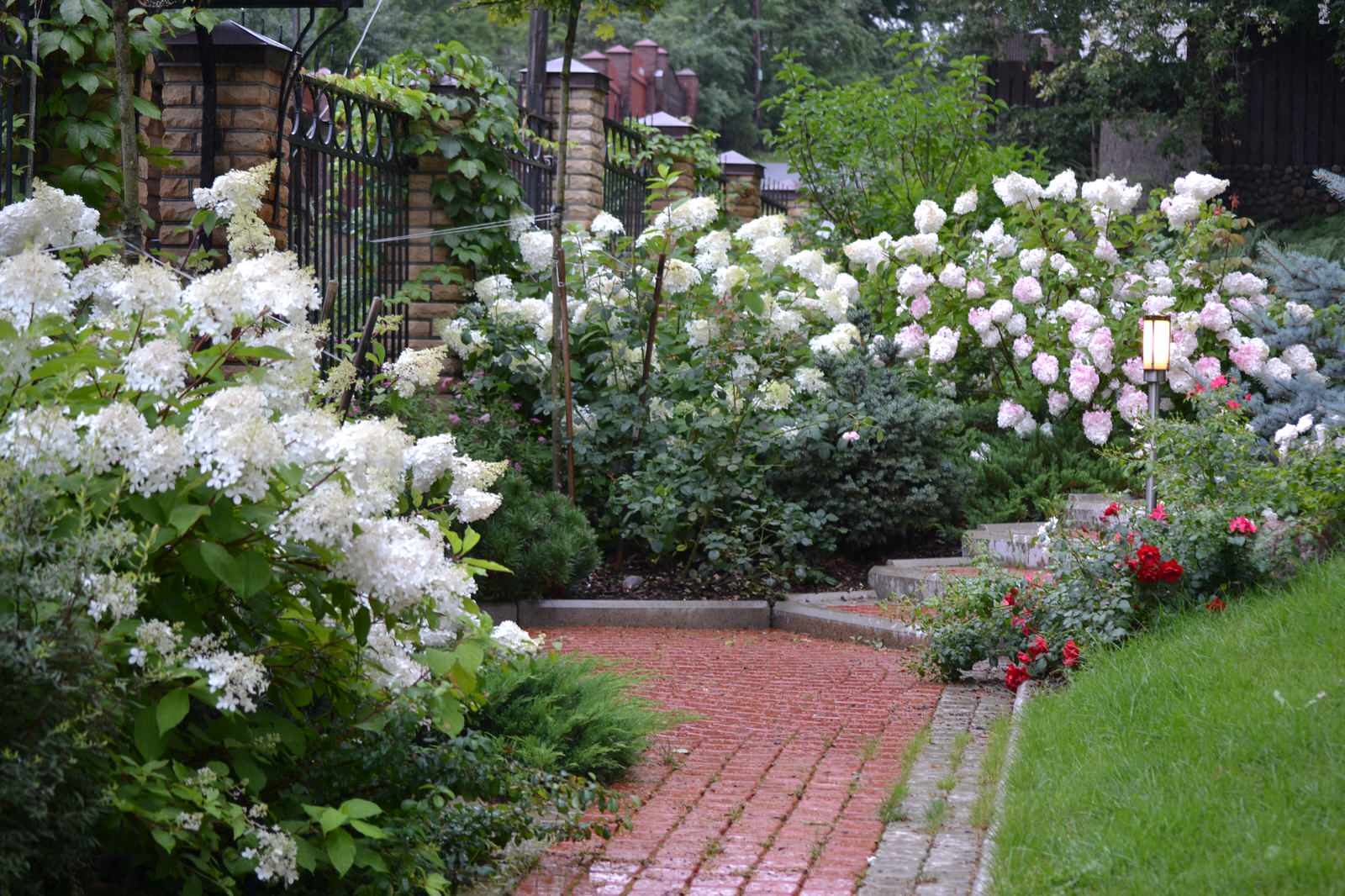 Цветущая гортензия метельчатая