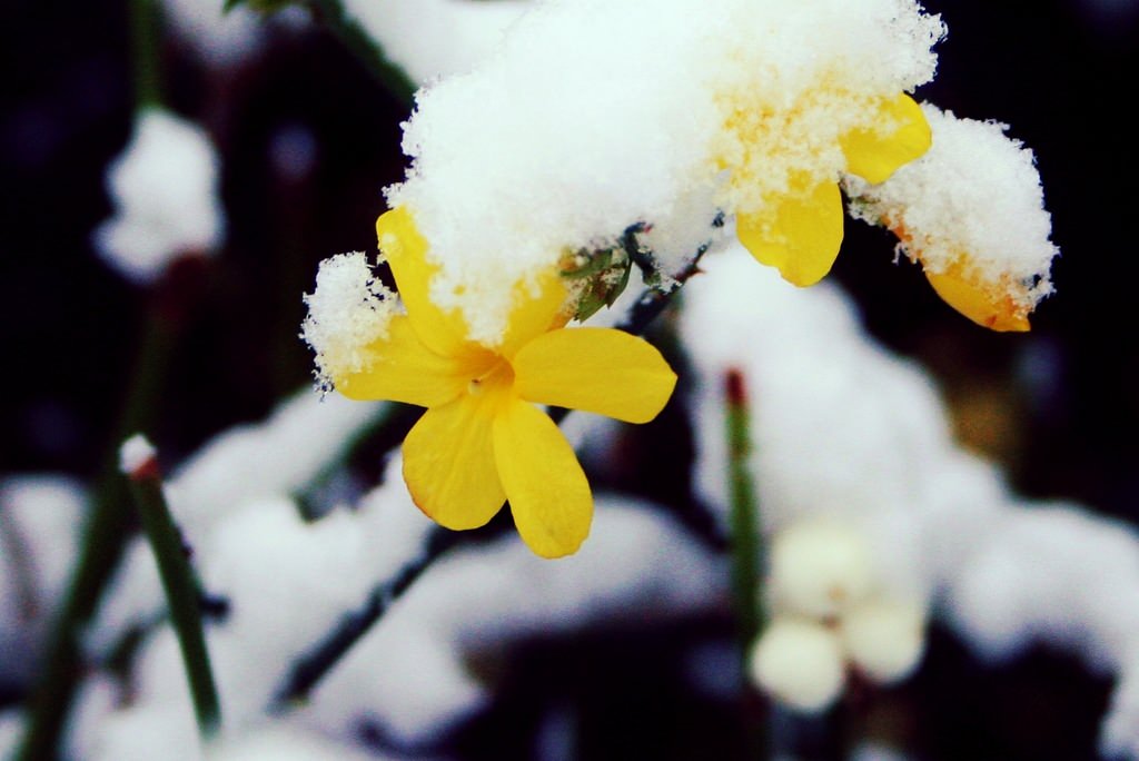 Great Design Plant: Winter Jasmine Gladdens Snowy Gardens