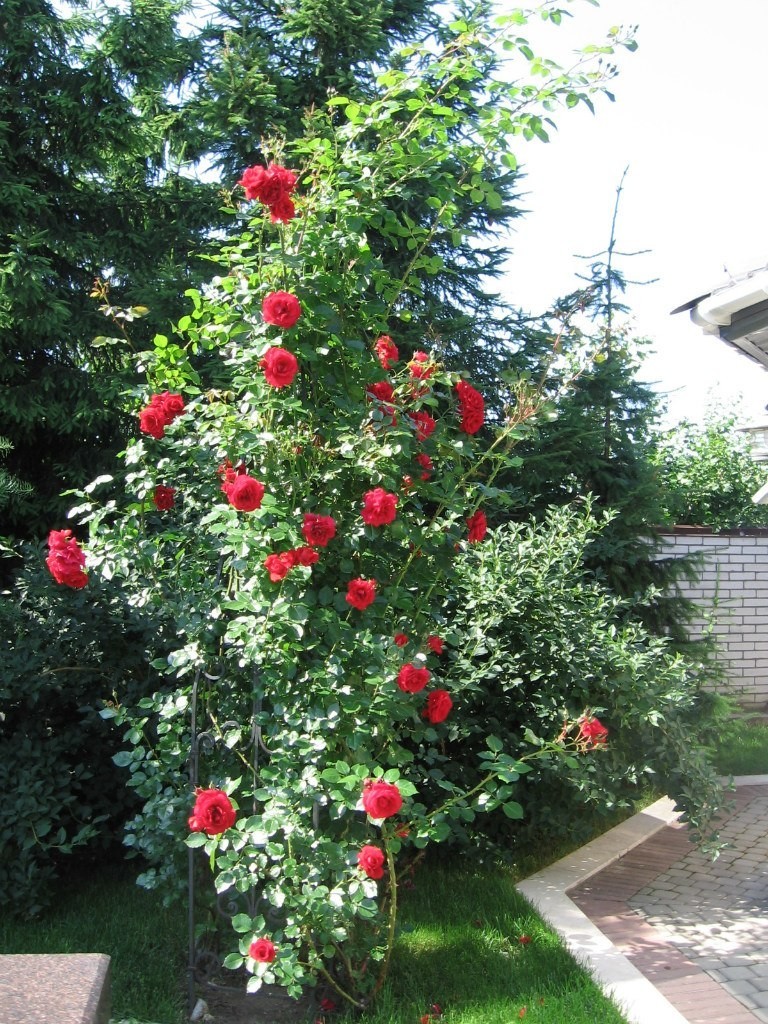 Участок в Парголово