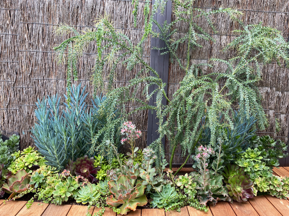 Santa Monica Succulents