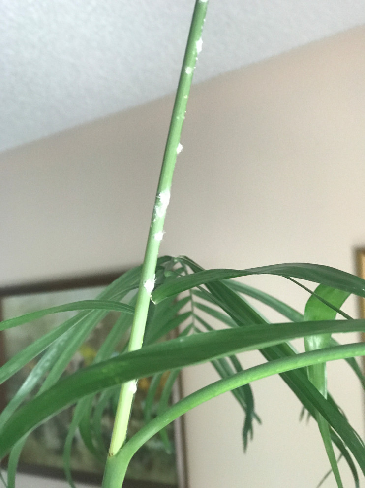 Powdery insect problem