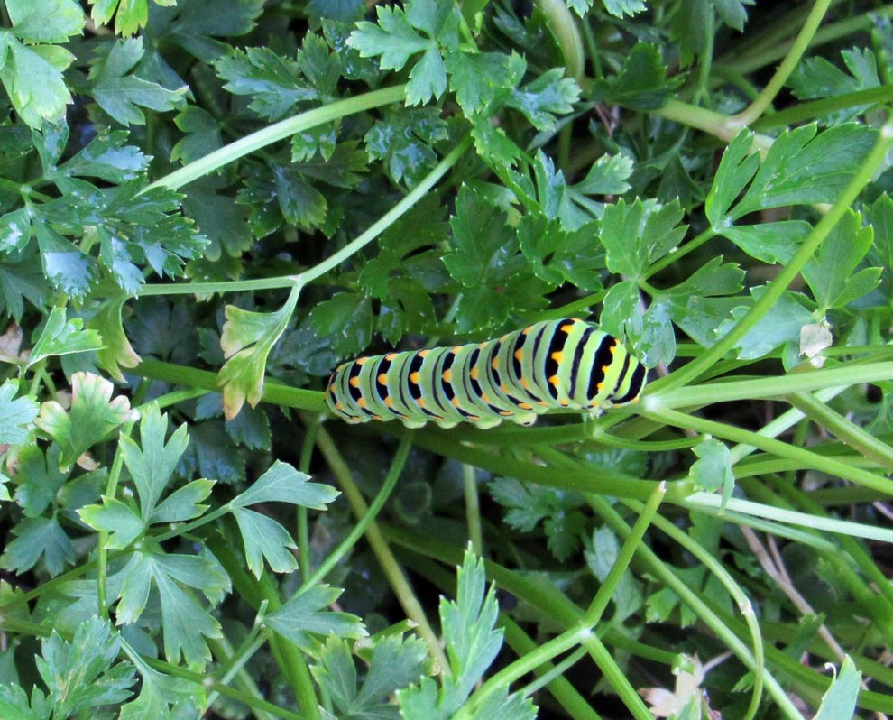 Swallowtail caterpillar on parsley should I bring it inside?