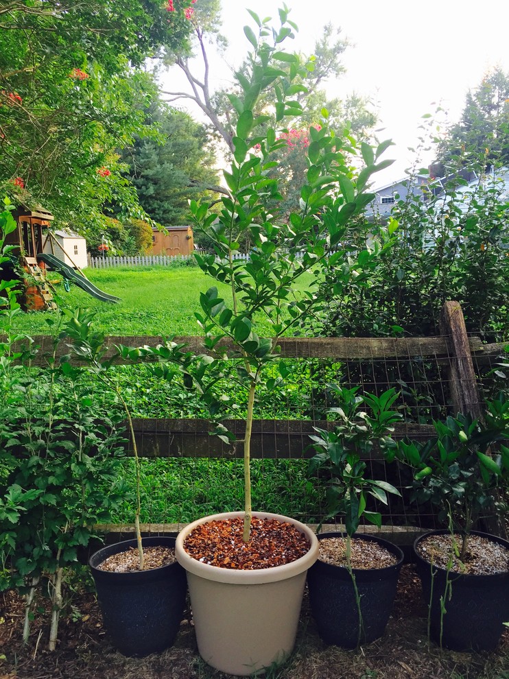Potted up my Santa Teresa and thornless key limepics below