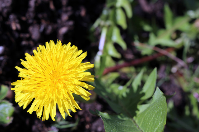 Natural Ways To Get Rid Of Weeds In Your Garden