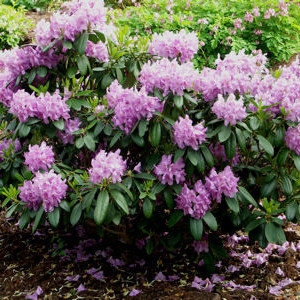 Please help me identify the Rhododendron of my PA childhood... | Houzz ...