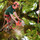 Acadian Tree Removal and Stump Services,LLC