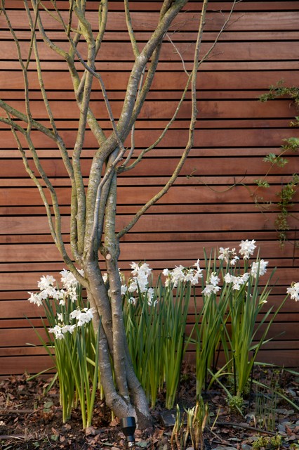 Redcliffe Road contemporary-garden