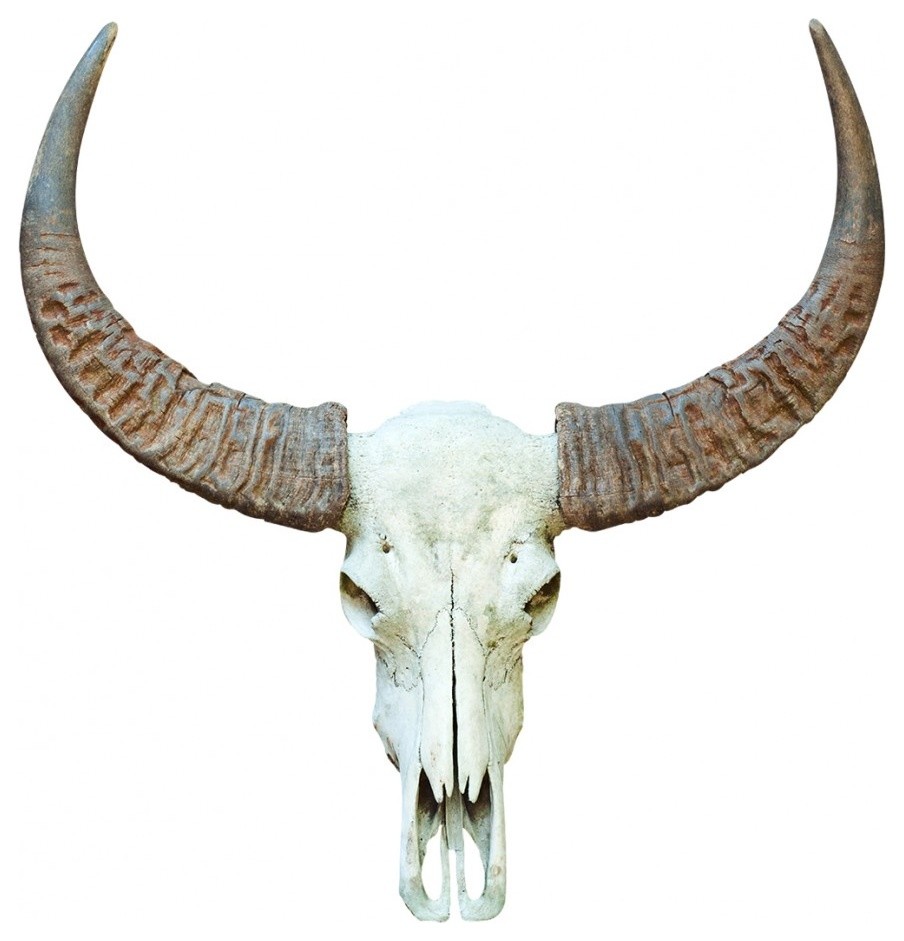 Rounded-Horn Bull Adhesive Wall Decal