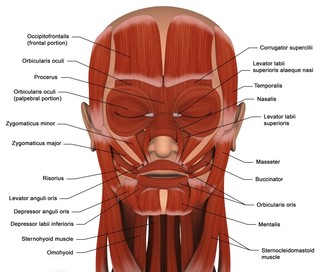 Facial Muscles Of The Human Head, With Labels, Print - Contemporary