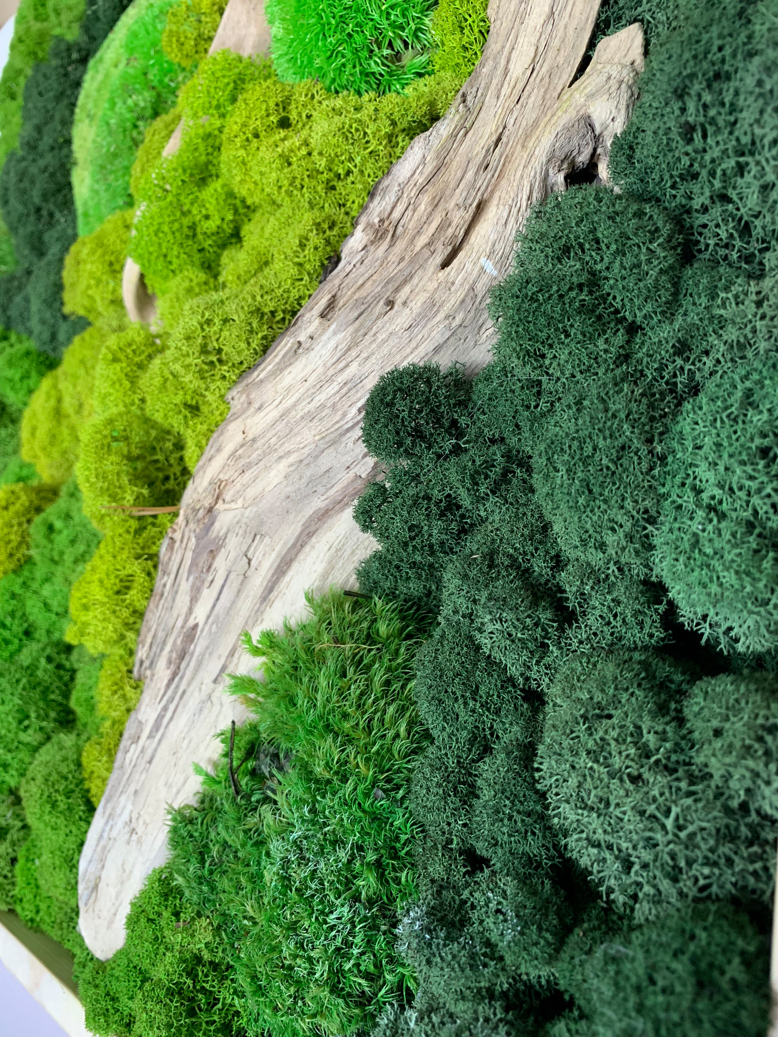 Панно из стабилизированного мха Ягеля и кочек