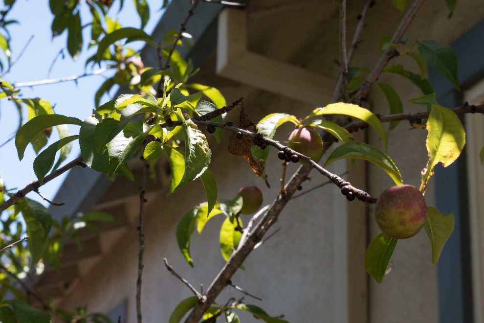 What is this disease on my nectarine tree?