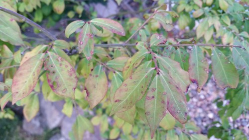 Please help with dying burning bush - brown spots and holes in leaves