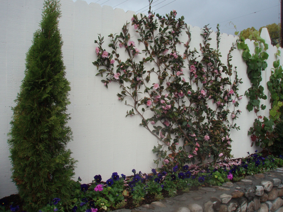 Which Camellia Species Can Grow Like a Vine on a Wall?