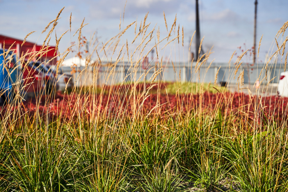 Озеленение промышленной территории