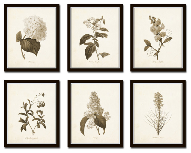 Sepia Flowers Botanical Print No.1 Unframed Prints And Posters by