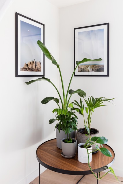 Indoor plant corner - Modern - Living Room - Melbourne - by HX Design |  Houzz AU