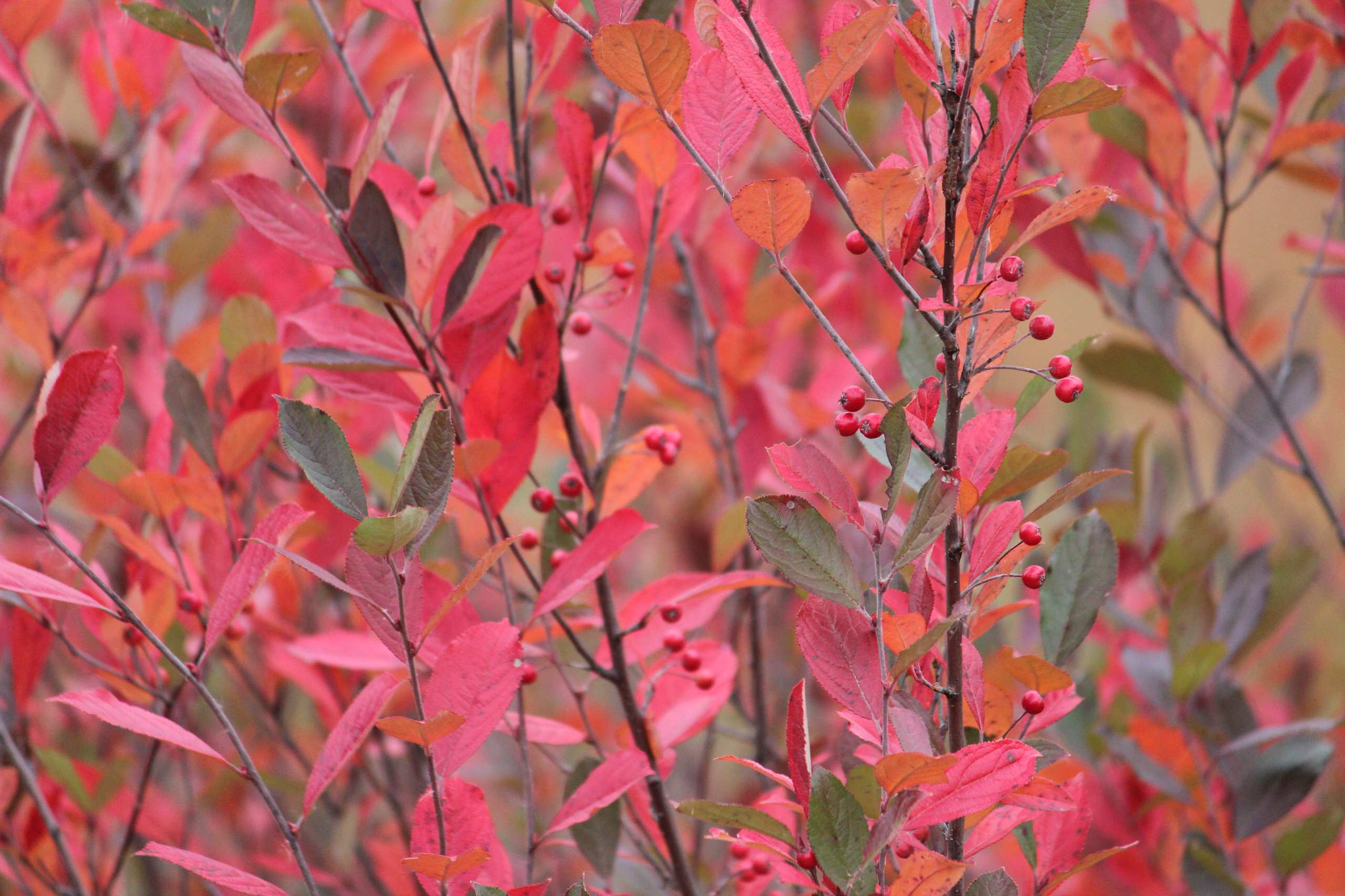 Native plants