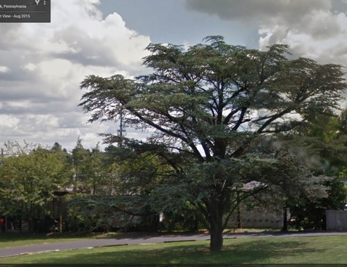 Mature blue atlas cedar Shemale occk cum